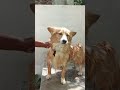 കുളിച്ച് മുടുക്കൻ ആയി 🐾😂 doglover funny