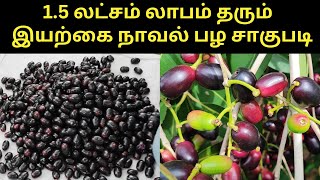 இயற்கை நாவல் பழம் மரம் வளர்ப்பது எப்படி? How to grow Jamun Fruit (Java Plum)  - verukku neer