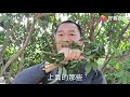 白糖罂妃子笑桂味荔枝，早熟个头大，茂名高州根子镇荔农这样做