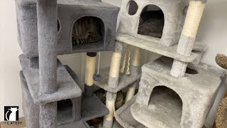 The Ultimate Cat Tree Guide: Where to Buy, Setup Tips & More!