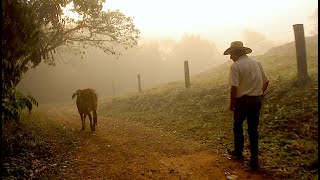 TIRANDO LEITE COM O AMAURI - NAZARÉ PAULISTA SP