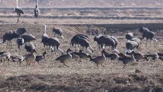 흑두루미, 기러기 Hooded Crane, Wild Goose