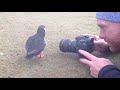 curious puffin bird inspects camera as photographer tries to click a picture 1041042