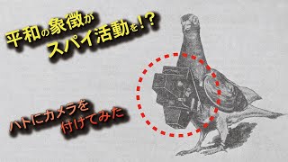 【特殊撮影】鳩カメラ：Pigeon photography 1907～