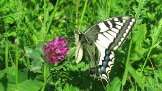 Koninginnenpage - Papilio machaon - Annelies van Klinken