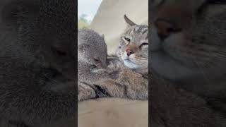 Cat mom cleans orphaned mongoose 😍 #catvideos #animallover #cuteanimals #cute #wildlife