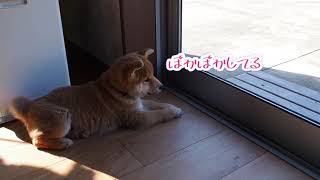 柴犬くるちゃんが日向ぼっこしている姿が可愛すぎる。影が気になるみたい。