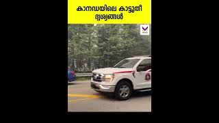 കാനഡയിലെ കാട്ടുതീ ഞെട്ടിക്കുന്ന ദൃശ്യങ്ങൾ | Canada | Forestfire