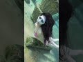 susu 🧜🏻‍♀️与水共舞 游泳正常穿搭无不良引导 潜水 潜水女孩 完美身材 美出高级感