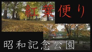 【2017 Autumn】紅葉便り2017　昭和記念公園　紅葉黄葉色付きの始まり　Autumn Leaves　Showa Memorial Park