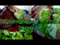 Postharvest Handling and Processing of Lettuce–part 1