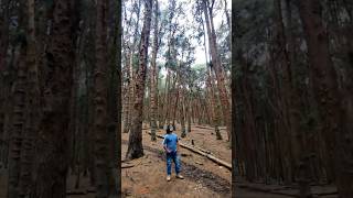 📍Pine Forest🌳| Kodaikanal😍🌿🍀🥳