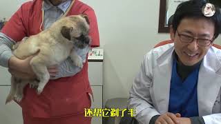 狗狗多年守护已故爱犬伴侣，感人至深的爱💔🐕 | 狗狗真爱故事 | 感动时刻