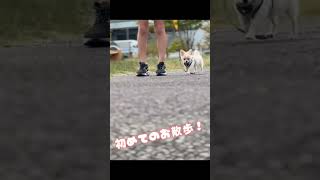 初めてのお散歩デビュー！ #チワワ #チワワ子犬