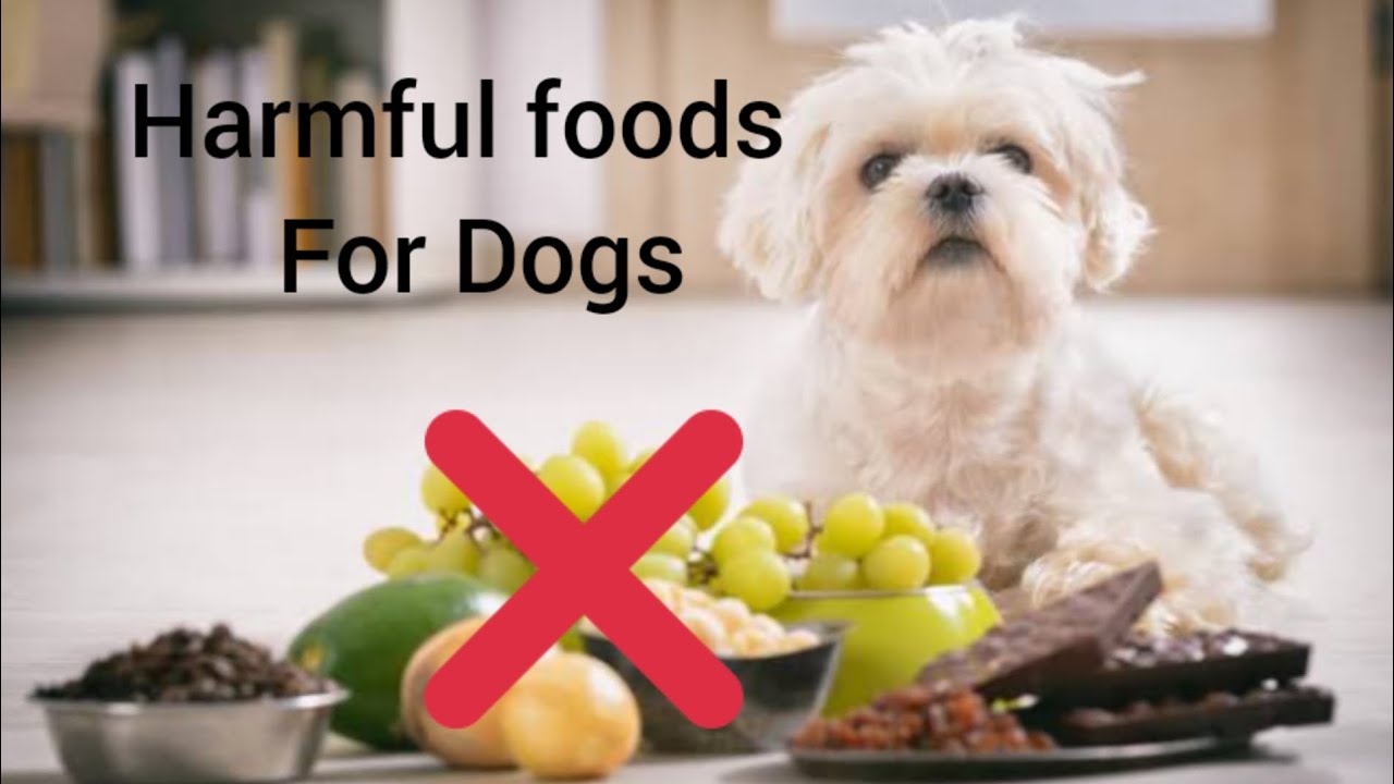 Toxic Food For Dogs - YouTube