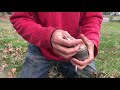 how to field graft a fruit tree