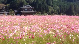 清住コスモス園のコスモスが風にたなびいて綺麗でした