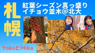 札幌は紅葉シーズン真っ盛り！北海道大学のイチョウ並木で銀杏拾い【北海道Discover】