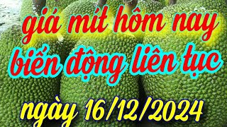 giá mít hôm nay ngày 16/12/2024