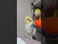 「主役はオレだ！」天才おしゃべりインコの横入りが激し過ぎたwww オカメインコ オキナインコ 鳥の鳴き声