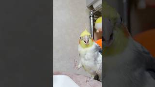 「主役はオレだ！」天才おしゃべりインコの横入りが激し過ぎたwww#オカメインコ #オキナインコ #鳥の鳴き声