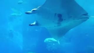 沖縄 観光 美ら海水族館 超感動 超デカい 優雅＆ド迫力 ジンベイザメ マンタ  さかな君もビックリ？