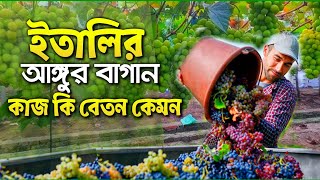 ইতালির আঙ্গুর বাগানের কাজ বেতন কত 🇮🇹 ইতালি সিজনাল ভিসার কাজ 🇮🇹 Italy work #ইতালির_ফল_বাগানের_কাজ