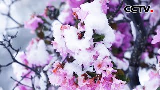 夏日别致雪景图！杜鹃花在雪中盛放 惊艳了云南的夏天 | CCTV