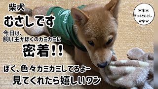 【チョイとむさし】噛む犬🐕柴犬むさしのカミカミに密着！！