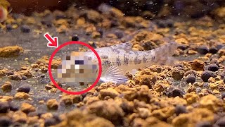 【珍生物】近所のゴミだらけな水路でしか捕れない変な顔の魚