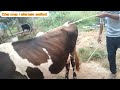 method of casting animals criss cross alternate method 🐄