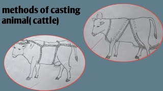 Method of casting animals  (criss  cross / alternate  method)🐄