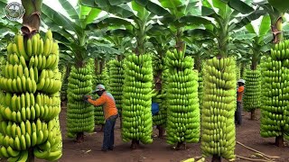 Transport 7.6 Million Tons Of Bananas To America This Way | Banana Harvest | Agriculture Technology