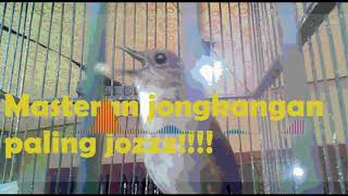 Jongkangan Cingcoang Coklat Trotol Gacor