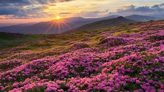 평화로운 아침을 위한 힐링음악🌲하루10분 만병을 치료 해주는 힐링 명상 기치료 음악 및 영상 - 아침음악, 힐링음악, 명상음악, 스트레스해소음악