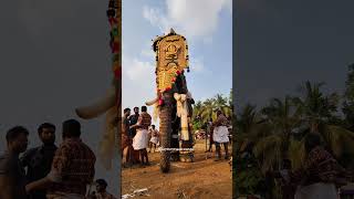 തൃക്കടവൂർ ശിവരാജു || അന്നംകുളങ്ങര പൂരം 2025 || #elephant #pooram #shorts #trending #viral #new #2025