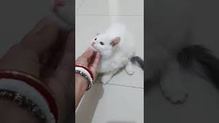 Rescued Kitten নতুন বাচ্চাটার নাম কি দিবো? মাথিন আর পুচির জুটি আবার ফিরে আসছে না তো!