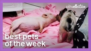 Pigs On A Blanket | Best Pets of the Week