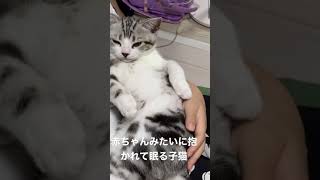 赤ちゃんみたいに抱っこされて眠ってる子猫