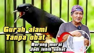 CARA GURAH MURAI BATU TANPA PENGGUNAAN OBAT ‼️ By SARJANA MURAI