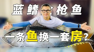 【小艾大叔】一條魚換一套房？100多公斤的藍鰭金槍魚，艾叔開魚首秀！