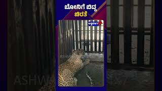 अडकलेला बिबट्या || ಬೋನಿಗೆ ಬಿದ್ದ ಚಿರತೆ || @ashwaveeganews24x7