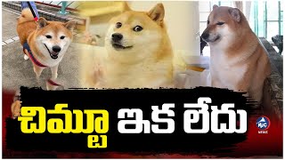 మీమ్ డాగ్ చిమ్టూ ఇక లేదు.. Meme Dog Chimtu Is No More | Mic Tv News