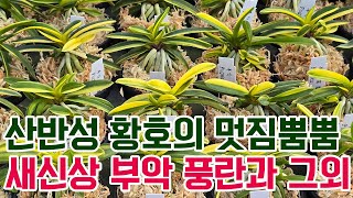 산반성 황호의 멋짐뿜뿜 새신상 부악 보급종과 그외 착한아이들 초특가 (풍란부귀란) [꽃밭에서 난원] 설명절 모두 잘 보내세요!