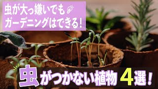 虫が大っ嫌いでもガーデニングはできる！虫がつかない植物4選！