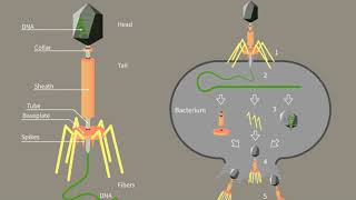 Bacteriophage | Wikipedia audio article
