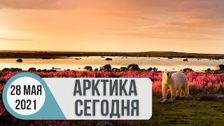 Арктика сегодня: деградация вечной мерзлоты, этноэкспертиза ПОРА