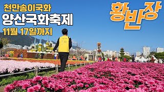 이번주가 절정인 양산 황산공원 천만송이 양산국화축제#경남여행 #축제