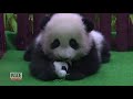 adorable panda cub naps through her public debut