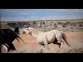 WHOA Wild Horses of America Ep 7 McCullough Peaks in Wyoming by Karen King